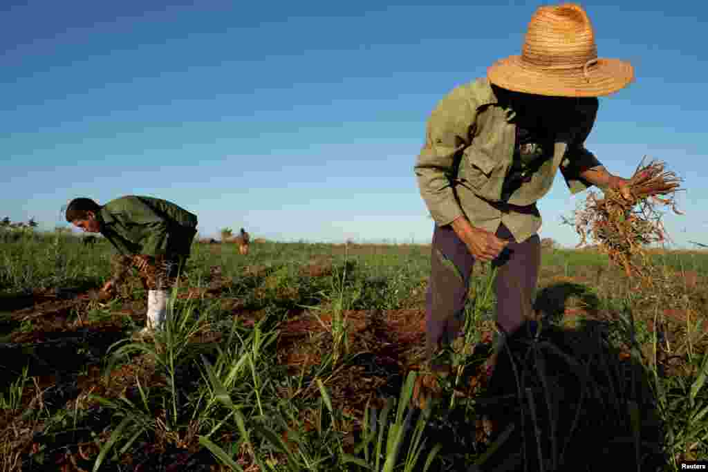 El campesino Erwin Sánchez, 52 años, recoge frijoles en un campo en Caimito, Artemisa, el 18 de noviembre de 2024. REUTERS/Alexandre Menegnini