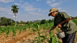 Campesinos cubanos se quejan de control estatal que impide incremento de sus producciones