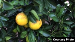  Enfernedad en citricos huanglongbing