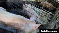El Estado cubano sólo vende a los productores privados el 30% del alimento que consumen los cerdos. 