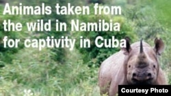 La Internacional Defensora de los Animales encabezó una campaña contra el envío de animales namibios a Cuba.