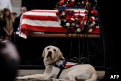Sully, el perro de servicio Sully, el perro de servicio de George H. W. Bush rindi[o honores al expresidente estadounidense en la Rotonda del Capitolio.