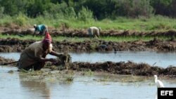 Una zona arrocera de Cuba.