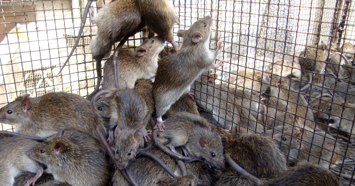 Biorat, un matarratas cubano con Salmonella