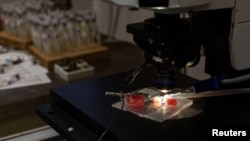 FOTO ARCHIVO. Un laboratorio en Texas.