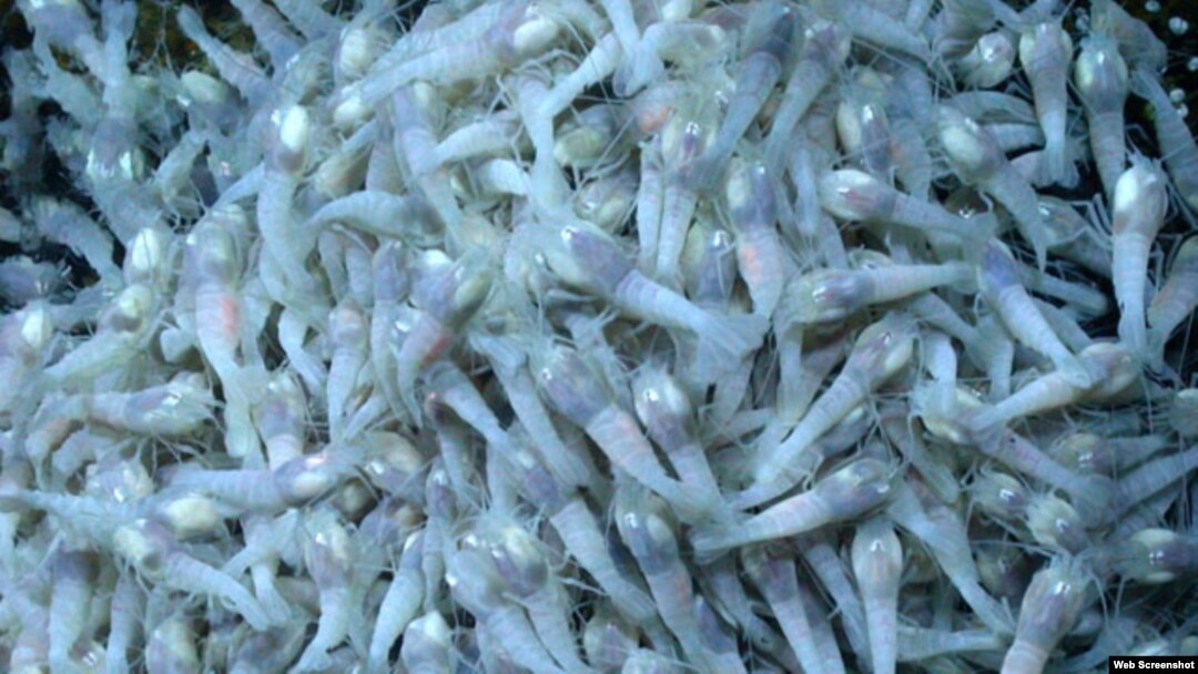 Camarones que sobreviven en las profundidades y a altas temperaturas.