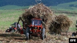 Un campesino trabaja en un campo de caña de azúcar