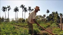 Casi imposible cultivar arroz en Cuba, lamentan agricultores desde la isla