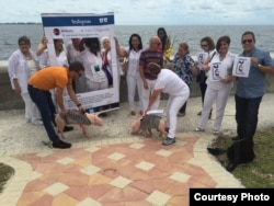Activistas en Miami exhiben dos cerdos con los nombres Fidel y Raúl, como pretendía hacerlo El Sexto.
