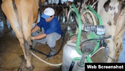 Ordeño y manejo de vacas lecheras en Cuba, 2014