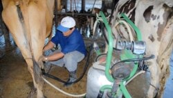 10 millones de litros de leche menos para la población cubana