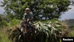 Un campesino cubano