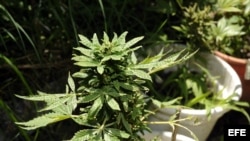 Una planta de marihuana