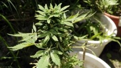 Apresan a delegado del Poder Popular de El Rincón por cultivar y vender marihuana