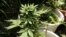 Una planta de marihuana