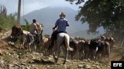 Los campesinos pastorean unas reses en una cooperativa.