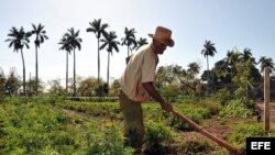 A falta de tecnología, la agricultura cubana depende en gran medida del trabajo manual del campesinado.