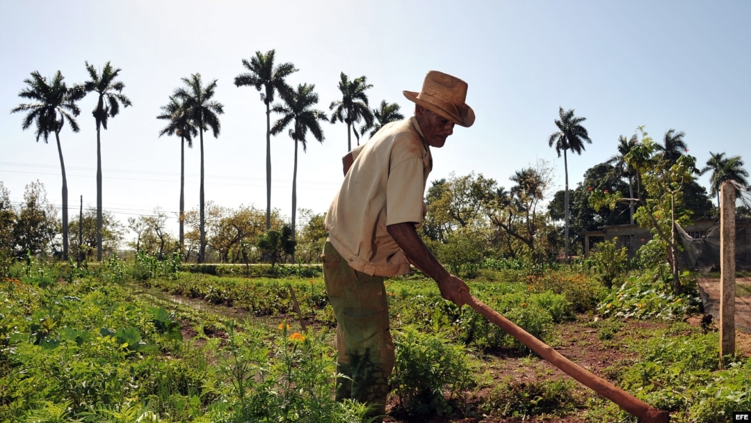 A falta de tecnología, la agricultura cubana depende en gran medida del trabajo manual del campesinado.