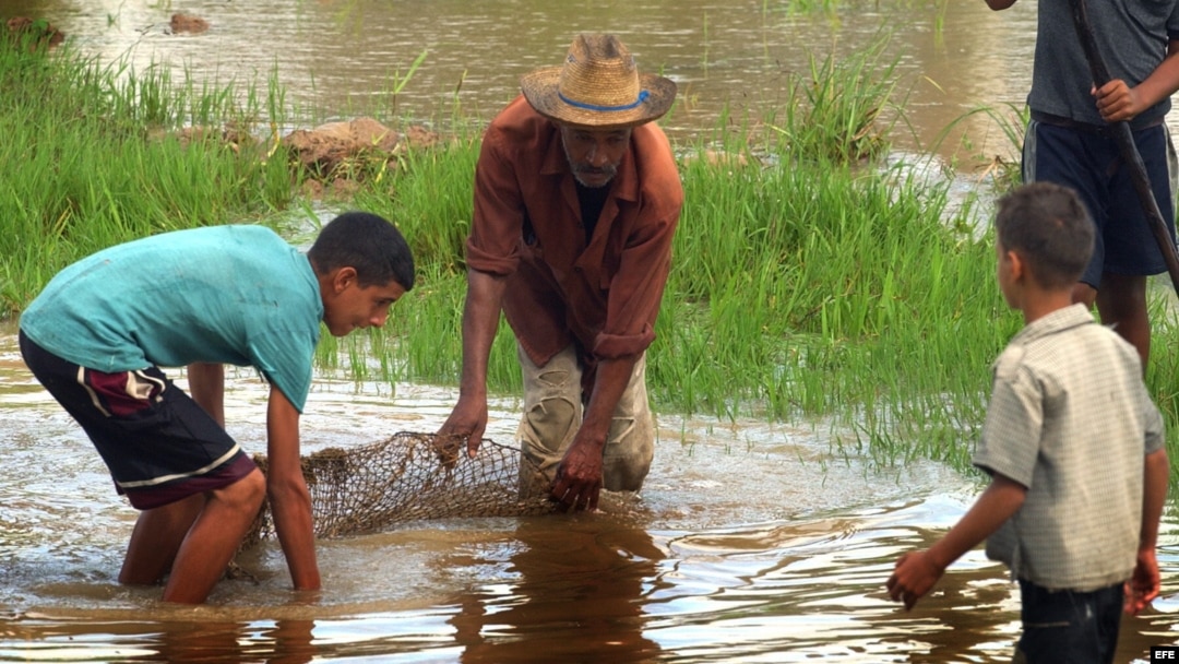 Niños ayudan a un campesino en campos sembrados de arroz en la provincia de Pinar del Río, en Cuba. 