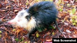 Un ejemplar de almiquí, conocido científicamente como "solenodon cubanus" (Foto: cortesía de Scientific American).