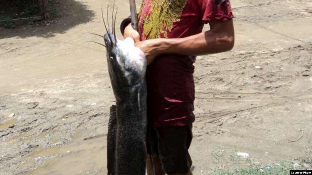 Claria capturada en un arroyo de Camaguey
