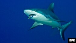 La disminución de los tiburones en una zona suele ser devastadora porque afecta toda la cadena alimenticia marina.