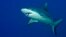 La disminución de los tiburones en una zona suele ser devastadora porque afecta toda la cadena alimenticia marina.