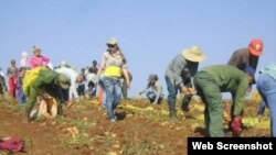  Falta de motivación por el trabajo agrícola 