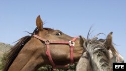 Fotografía de archivo. Cría de caballos. EFE/Paco Torrente