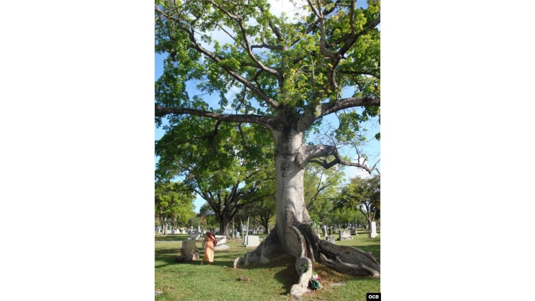 Ceiba.