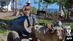 Un campesino en Bahía Honda, Artemisa, labora en medio de la pandemia de coronavirus. (Yamil LAGE / AFP)