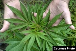 El cultivo de marihuana en interiores parece haber llegado a Cuba.