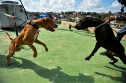 Perros entrenados para pelear. (YAMIL LAGE / AFP)