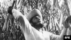 Fidel Castro cortando caña en 1961.