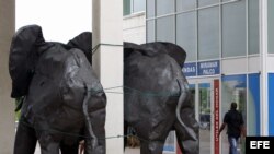 Dos elefantes que decoran un centro comercial en La Habana (Cuba) fueron amarrados este sábado 25 de agosto de 2012, ante la posibilidad de que sean derribados por las rachas de viento ocasionadas por la tormenta tropical "Issac". 