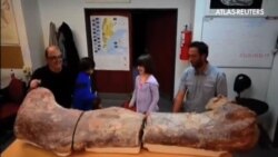 El fémur de dinosaurio más grande encontrado llega a un museo argentino