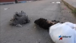 Abundan en Cuba restos de sacrificios animales arrojados en las calles