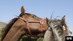 El escándalo por la carne de caballo en Europa tiende a crecer y a generar tensiones internacionales.