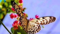 "La única flor que tiene alas es la mariposa"