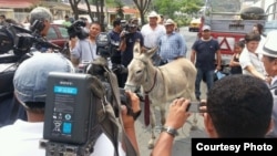 Burro Real candidato electoral 