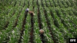Hoy con Yunior Berges, Osmel RamÍrez, Ivar González y Aimara Peña