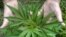 El cultivo de marihuana en interiores parece haber llegado a Cuba. Archivo.