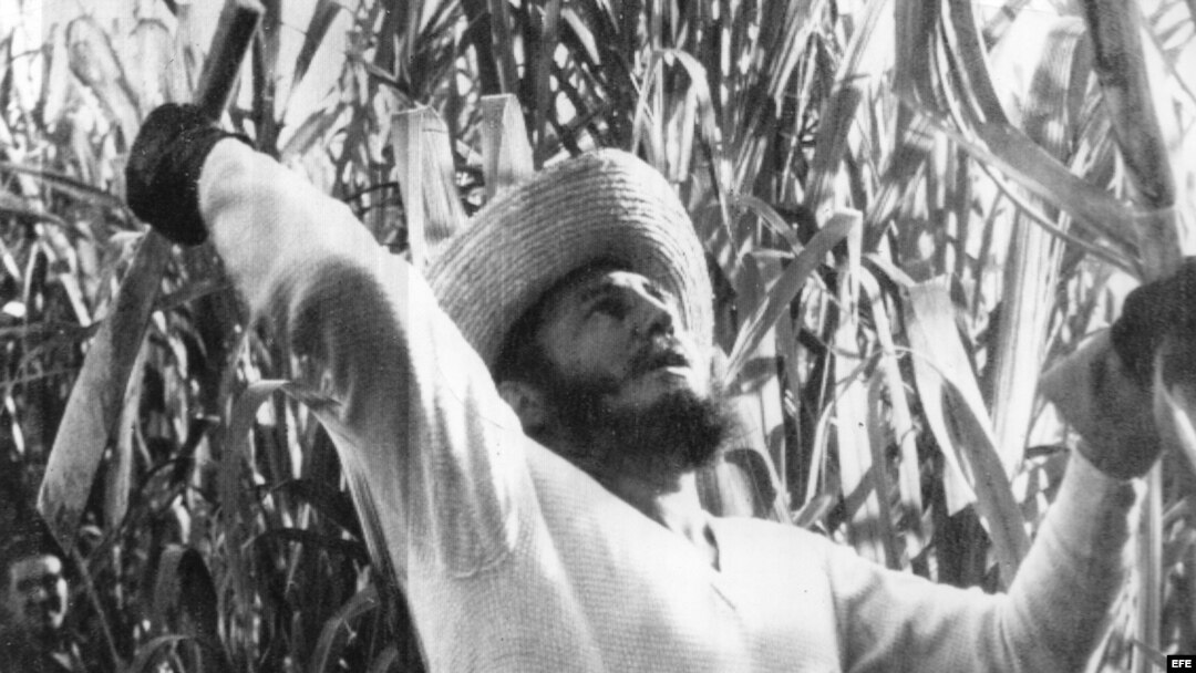 Fidel Castro cortando caña en 1961.