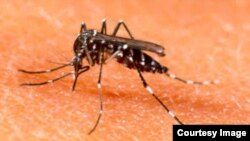 Mosquito Aedes Aegypti.