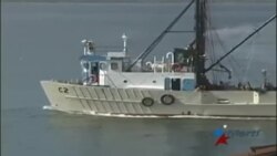 Muchos cubanos desconocen como luce un camarón