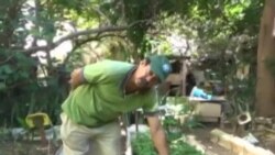 Cubanos encuentran remedio en la medicina natural