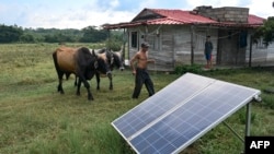 Un hombre cuida de sus bueyes cerca de paneles solares en una finca en Consolación del Sur, Pinar del Río, Cuba (Yamil Lage/AFP)