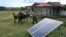 Un hombre cuida de sus bueyes cerca de paneles solares en una finca en Consolación del Sur, Pinar del Río, Cuba (Yamil Lage/AFP)
