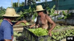 Dos campesinos cubanos trabajan en una parcela donde se siembran diferentes cultivos en canteros, a las afueras de La Habana.