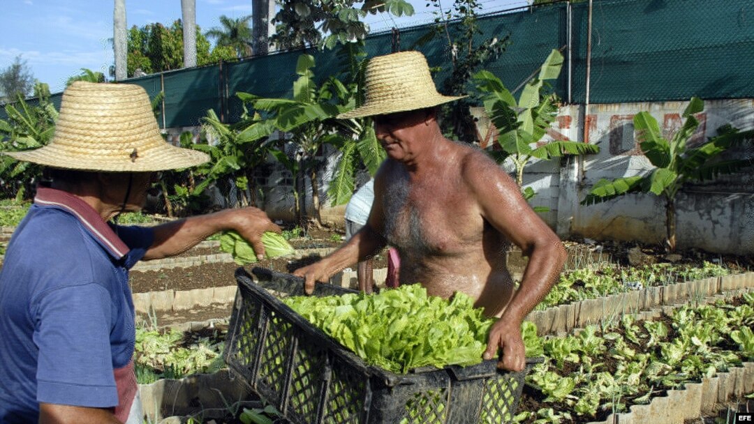 Dos campesinos cubanos trabajan en una parcela donde se siembran diferentes cultivos en canteros, a las afueras de La Habana.